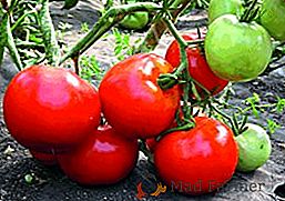 Soiul de tomate din matcă mare