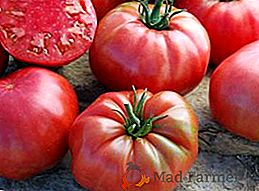 Caractéristiques de la culture de la tomate "Bison de sucre" dans les serres