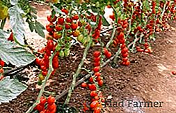 Pentru sere și teren deschis: tomate Madeira