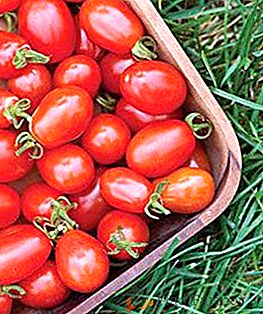 Bom rendimento e transporte confiante: tomates de "Pink Stella"