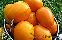 Récolte et corsé: une variété de tomates Miel sauvé