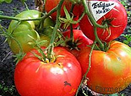 Cosecha y tamaño: variedad de tomate Babushkino
