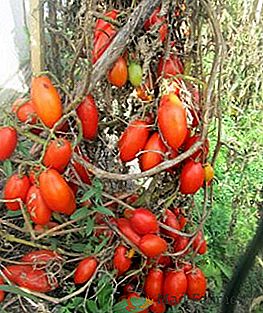 Alto rendimento e excelente aparência: tomates "Niagara"