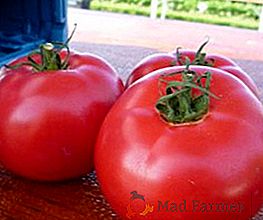Vysoký výnos a odolnost proti škůdcům a chorobám: rajčata Pink Bush
