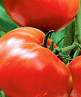 Vysoko výnosné a skoré dozrievanie paradajok "hviezda Sibíri"