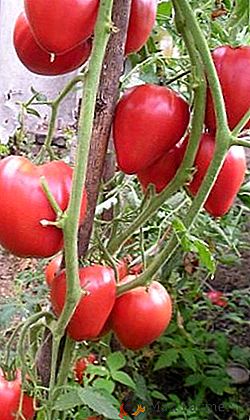 Haut rendement et de grande taille: les avantages de la culture de la tomate "Miracle de la Terre"