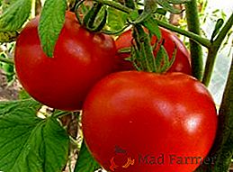 Come scegliere i pomodori per crescere?