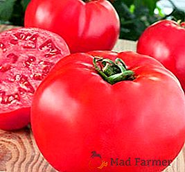 Як виростити "Малиновий гігант", посадка і догляд за томатами на городі
