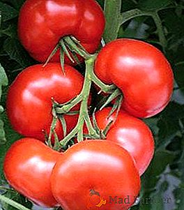 Kako uzgajati rajčicu "Bijelo punjenje"