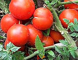 Jak uprawiać pomidory "Jamał": zasady sadzenia i pielęgnacji