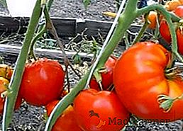 Ako pestovať paradajky "kardinál" vo vašej oblasti