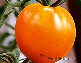Comment faire pousser des tomates "Golden Heart": règles pour semer sur des semis et soigner en pleine terre