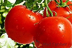 Come far crescere i pomodori "Cappuccetto Rosso"