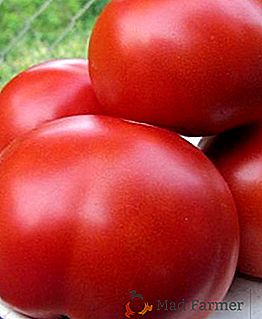 Jak uprawiać pomidory "Spasskaya Tower" w ogrodzie domowym