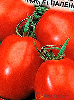 Híbrido de tipo indeterminado para suelo protegido: tomates "Palenka"