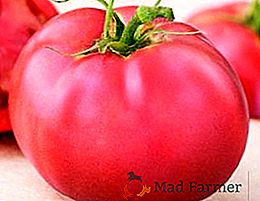 Híbrido japonés "Pink Paradise": ventajas y desventajas del tomate