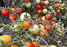Големи плодове, слабо растящи сортове домат Очевидно невидими