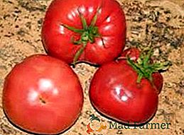 Variedade de maturação média de tomates para campo aberto "Mel"