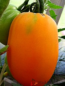 Середньоранній високоврожайний сорт помідорів сибірської селекції Олеся