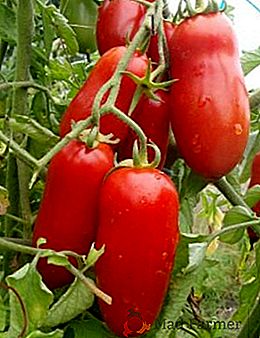 Novo tipo de seleção doméstica: tomates Petrusha-jardineiro