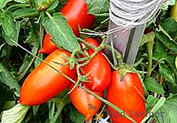 Първоначално от Сибир: описание и снимки на домати Koenigsberg