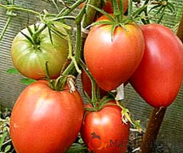 Peculiaridades de crecimiento y caracterización de la variedad de tomate Mazarin
