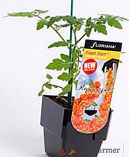 Prawidłowe sadzenie i charakterystyka pomidorów "Roszpunka"