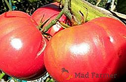 Gigantes reales: tomates de la variedad Pink giant