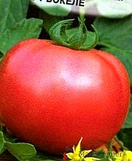 Tomate de romero "Bokele F1" - tomate frambuesa temprano