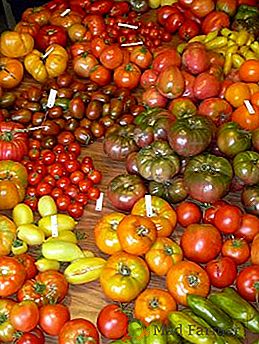 As melhores variedades de tomate para a região de Moscou com foto e descrição