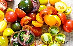Les meilleures variétés de tomates résistantes au mildiou