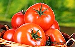 Най-добрите сортове домати: описания, предимства, недостатъци
