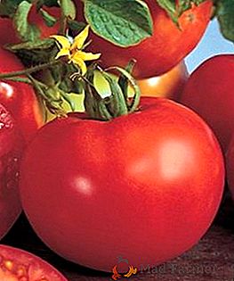 Tomate Aphrodite f1 descripción de la variedad ultra temprana