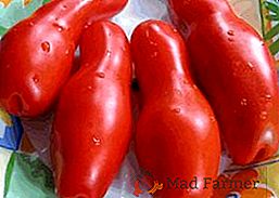 Tomato "Auriya": popis, výsadba a péče