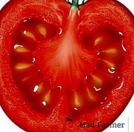Tomato "Bear-toed brada": vse, kar morate vedeti o saditvi in ​​negi