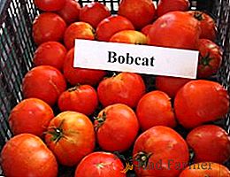 Tomate "Bobkat": descripción de la variedad y reglas de siembra y cuidado