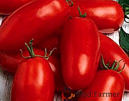 Tomate Caspar: description variétale et rendement