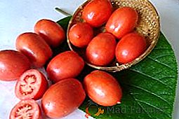 Tomate Chelnok: description variétale, rendement, plantation et soins