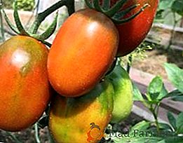 Tomato De Barao črna - edinstvena sorta z visoko transportnostjo!