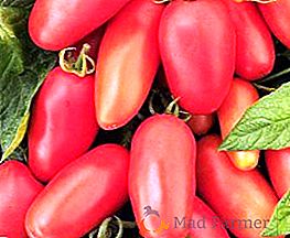 Tomato "Moskva delikatesa" z dolgim ​​obdobjem plodov