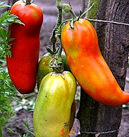 Tomato Pepper-Like Giant - Vlastnosti pre vysoké výnosy