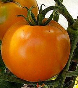 Tomat "Persimmon": răsaduri și asistență medicală la fața locului