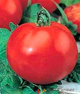 Caratterizzazione del polbig di pomodoro e descrizione della varietà