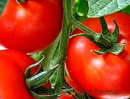 Tomato "President": popis a kultivácia