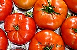 Salade de tomates au Cap de Monomakh: photo, description et rendement