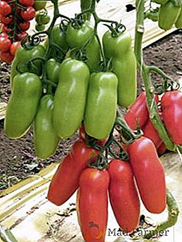 Tomato "Scarlet mustang": fotografie a výnosy