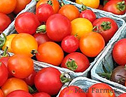 Tomato "Slot f1" - insalata, varietà ibrida ad alto rendimento