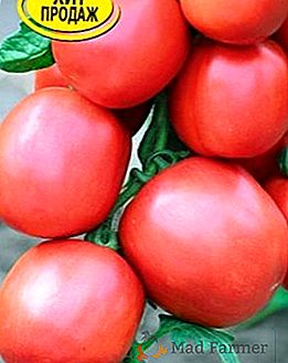 El tomate "Stolypin" es un determinante resistente a las enfermedades