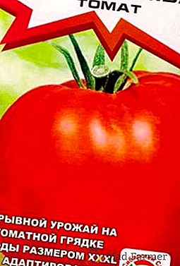 Tomato "Superbomb": nová veľkoobjemová odroda