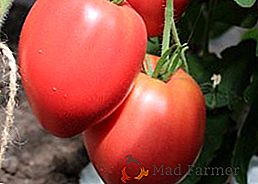 Tomato "King of London" - středně pozdní obří odrůda
